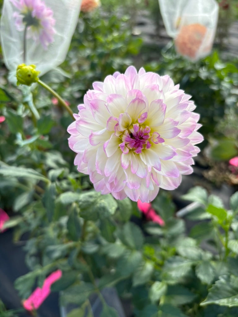 Sandia Melody
