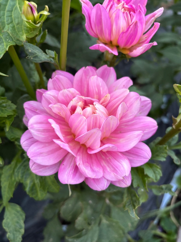 Hollyhill Pink Martini
