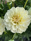 Caramel Antique