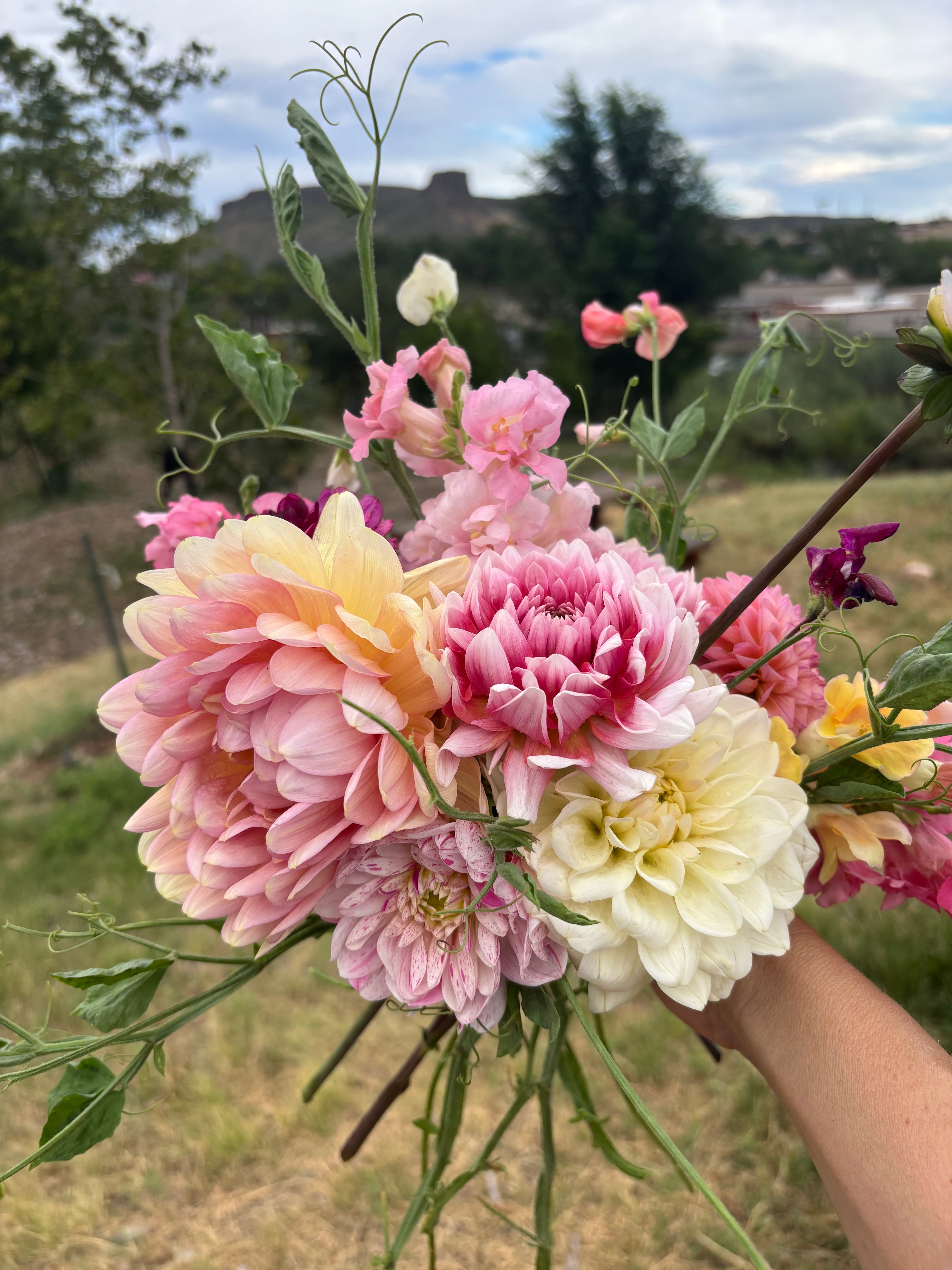 6 Week Dahlia CSA - Bouquet Subscription